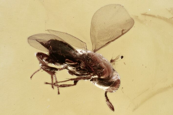 Detailed Fossil Wasp (Chalcidoidea) In Baltic Amber #330620